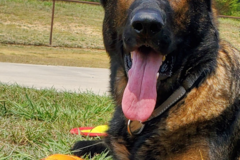 Request Quote: Ears Up K9 Training - Certified In Home Dog Trainer - Anna, TX