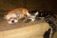 Request Quote: Fur Feathers & More - Pet Sitting - San Diego, CA