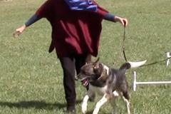 Request Quote: Joyful Dog - In Home Private Certified Dog Trainer - Leesburg, VA