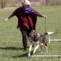 Joyful Dog - In Home Private Certified Dog Trainer - Leesburg, VA