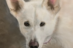 Request Quote: Sola - Artist - Pet Portrait Painter - Nationwide