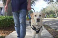 Request Quote: Marylynn Caruso - CPDT-KA Certified Private Dog Trainer - Punta Gorda, FL