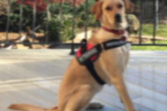Request Quote: Caribbean Canines LLC - Certified Private Dog Trainer - Tellico Village, TN