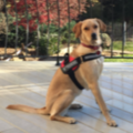 Caribbean Canines LLC - Certified Private Dog Trainer - Tellico Village, TN