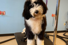 Request Quote: DIY Pet Grooms - Dog Groomer - Westerville, OH