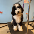 DIY Pet Grooms - Dog Groomer - Westerville, OH