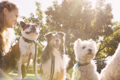 Request Quote: Rescue Me Private Dog Training - Asheville, NC