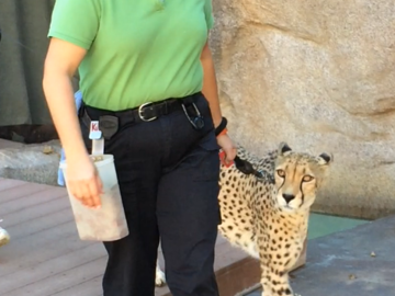 It was my honor to work with Kubali the cheetah.