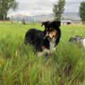 Citizen Canine - In Home Private Dog Training - Longmont, CO