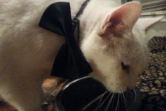 Request Quote: Camarillo Critter Care - In Home Pet Sitting and More - Camarillo, CA