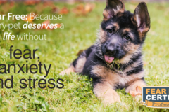 Request Quote: Fun Dog Training is All about the Dog - Private Dog Trainer - Wabash, IN