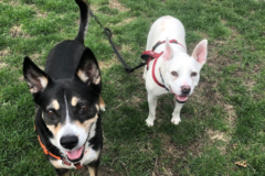 Request Quote: Starla Dog Training - CPDT Certified Private Dog Trainer - Hamtramck, MI