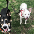 Starla Dog Training - CPDT Certified Private Dog Trainer - Hamtramck, MI