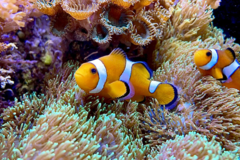 Request Quote: Reef Route Aquatics LLC - Aquarium Services - Murfreesboro, TN