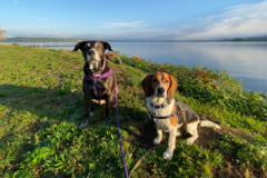 Request Quote: Renaissance Hound - Certified Private Dog Trainer - Cornwall-On-Hudson, NY