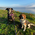 Renaissance Hound - Certified Private Dog Trainer - Cornwall-On-Hudson, NY