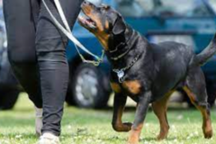 Request Quote: K9-Etiquette - In Home Dog Training Services - Sarasota, FL