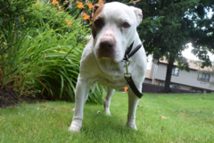 Request Quote: Lydia's Canine Academy - Dog Training Services - Youngstown, OH