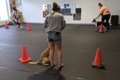 Request Quote: Unleashed Niagara - Certified Private Dog Trainer - St. Catharines, ONLSE