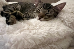 Request Quote: Nicole Joelle - Professional Dog Walker  - Houston, TX