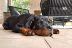 Request Quote: Mark Treat Repeat - Certified Private Dog Trainer - Dallas, TX