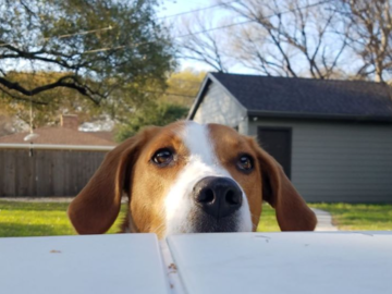 American fox hound begging from the table