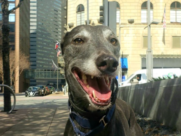 Greyhound leash training in downtown Dallas