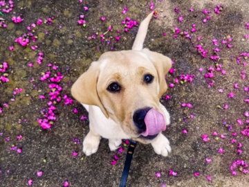 Labrador puppy manners training in Lakewood Dallas