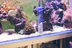 Request Quote: Professional Aquarist - In The Hobby Since Age 11 - Austin, TX