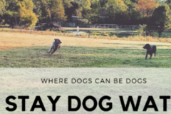 Request Quote: Sit Stay Dog Watching - In Home Dog Sitting - Springboro, OH