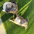 Dogs Behavin' - In Home Private Dog Training - Tucson, AZ