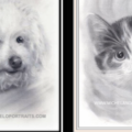 Michel Angelo - Rockville Maryland Pet Portraits  - Nationwide