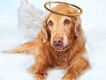 Dogs to heaven