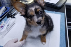 Request Quote: Dr. Johnson’s In Home Pet Euthanasia Services - Chester, VA
