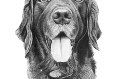 Request Quote: Hyperrealistic Pencil Pet Portraits | Brie Hayden - Nationwide