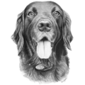 Hyperrealistic Pencil Pet Portraits | Brie Hayden - Nationwide