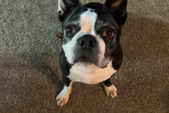 Request Quote: Planet Paws Pet Care - Pet Sitting and Dog Walking - Clinton Twp, MI