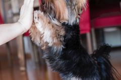 Request Quote: Ironi Schleder Pet Photography  - Washington, DC