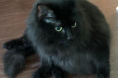 Request Quote: Not 2 Shaggy Housecall Mobile Dog Grooming - Savannah, GA