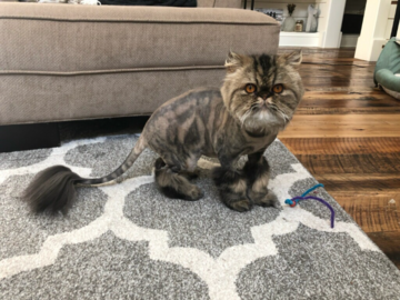 Cat Lion Cut
