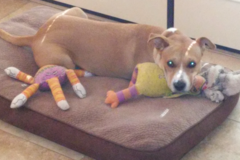 Request Quote: Cora's Pet Care Services - Dog Walking and Pet Sitting  - Sedona, AZ