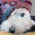 Pet Portraits by Arlene - Nationwide