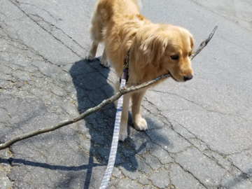 Branch Manager on a Stroll