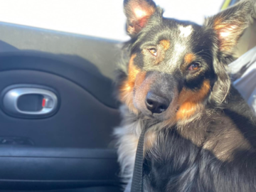 Pretty Girl Riley on her way to Washington, DC