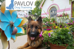Request Quote: PAVLOV - Private In Home Dog Training - Denver, CO
