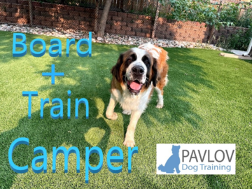 Pavlov Dog Training Denver, Board and Train