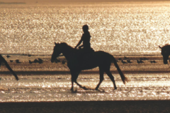 Request Quote: Laura Pryzby Healing - Animal Reiki Care  - Nationwide