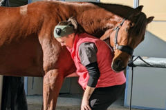 Request Quote: Top Line Therapeutic - Horse Massage - Cave Creek, AZ