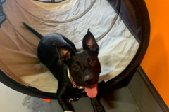 Request Quote: Positive Reinforcement Dog Training - Certified Dog Trainer - Streator, IL