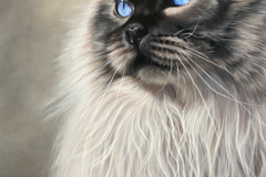 Request Quote: Ginny Lasco - Philadelphia PA Pet Portrait Paintings - Nationwide